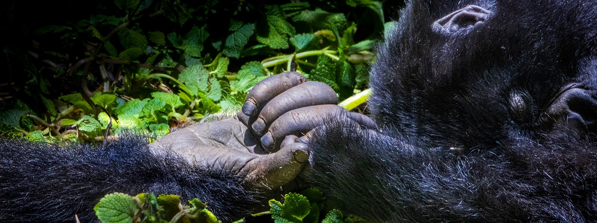 Two gorillas hold hands in a still from Escape From Extinction - Rewilding.