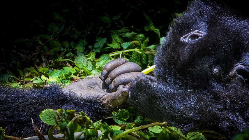 Two gorillas hold hands in a still from Escape From Extinction - Rewilding.