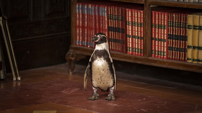 The Penguin Lessons
