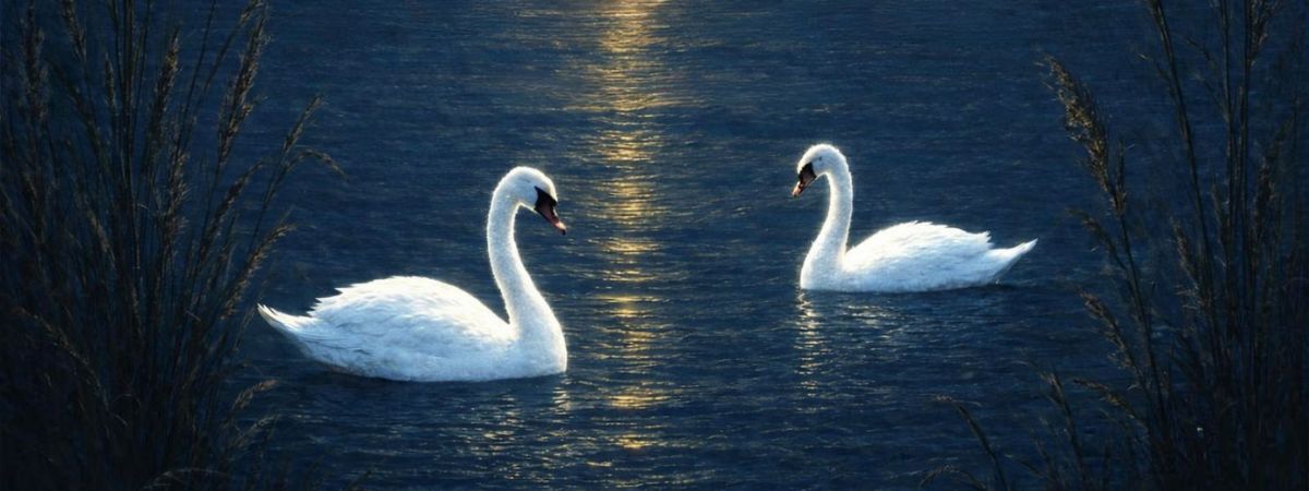 Two swans sit on a lake with the sunset in the background in a promotional image for Durham University Ballet Company's Swan Lake.